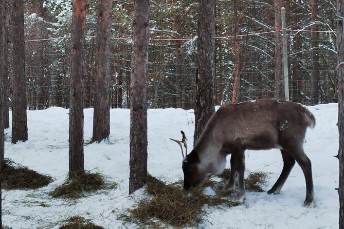 REINDEER FEEDING - Join us for a unique moment with our reindeer - Food, hospitality, and the personal touch