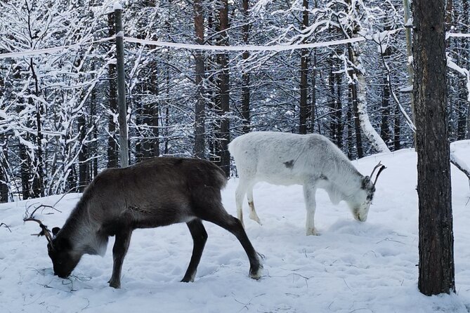 REINDEER FEEDING - Join us for a unique moment with our reindeer - Who will enjoy this experience most?