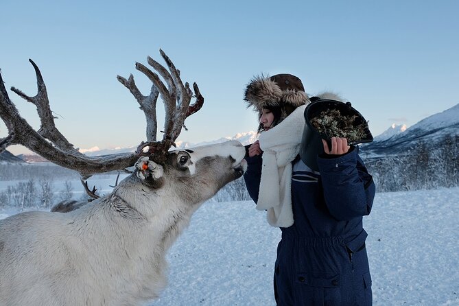 Reindeer feeding & Saami Culture - A warm lavvu and an Arctic pause
