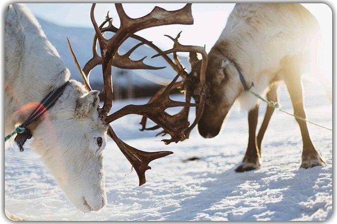 Reindeer feeding & Saami Culture - Who will enjoy this Tromsø experience