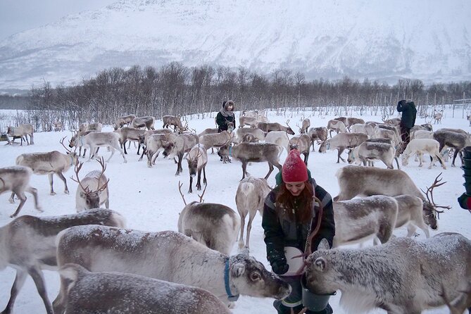 Reindeer feeding & Saami Culture - Is $183.01 a fair price?