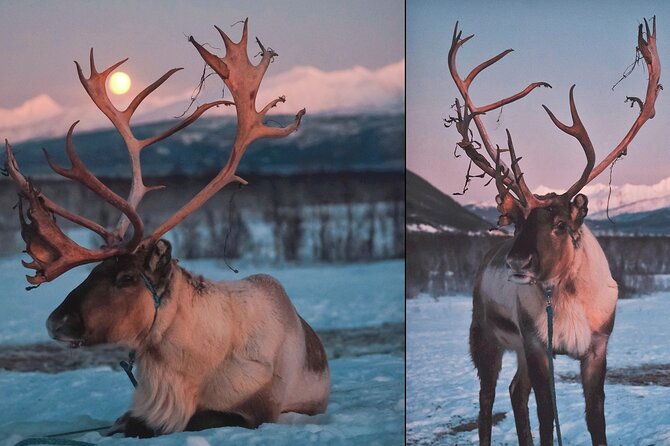 Reindeer feeding & Saami Culture with chance for Northern Lights - From Tromsø to a reindeer camp near the Lyngen Alps