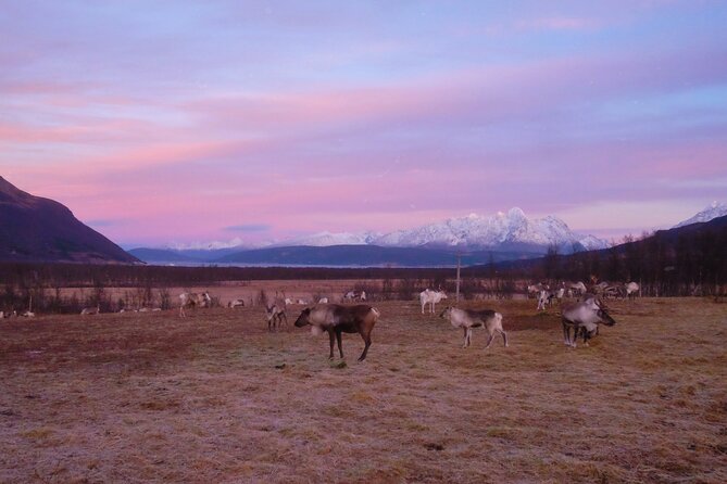 Reindeer feeding & Saami Culture with chance for Northern Lights - Dinner in the lavvu