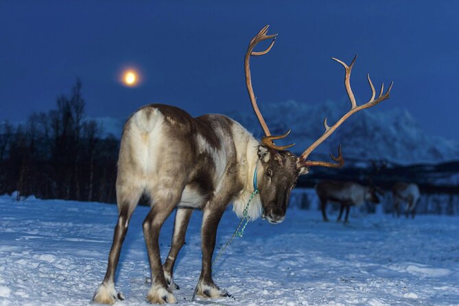 Reindeer feeding & Saami Culture with chance for Northern Lights - Who will enjoy this Tromsø evening most?