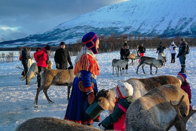 Reindeer feeding & Saami Culture - Meeting the herd in the Lyngen Alps