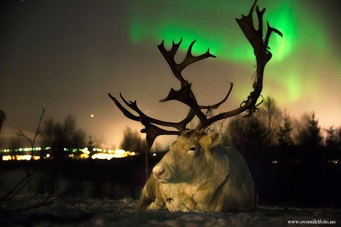 Reindeer Sledding and Feeding with Chance of Northern Lights Tromso - Key points to know before you book