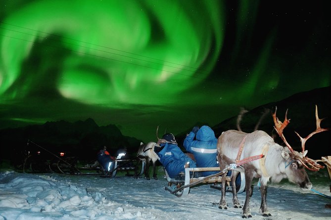 Reindeer Sledding and Feeding with Chance of Northern Lights Tromso - Leaving Tromso for a Sami evening