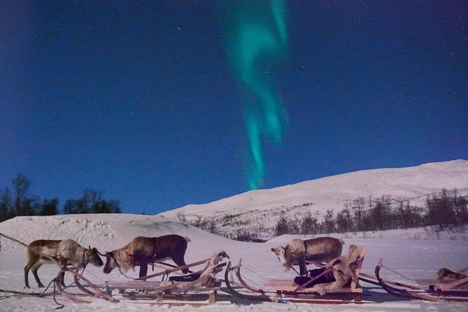 Reindeer Sledding and Feeding with Chance of Northern Lights Tromso - Warming up inside the lavvu
