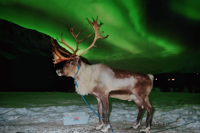 Reindeer Sledding and Feeding with Chance of Northern Lights Tromso - Sami stories, artifacts, and daily life