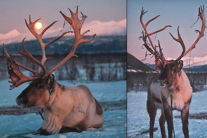 Reindeer Sledding and Feeding with Chance of Northern Lights Tromso - Watching for the Northern Lights