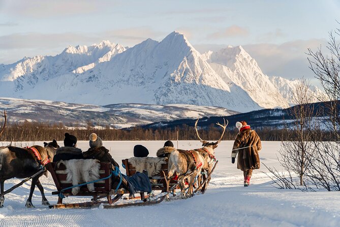 Reindeer Sledding and Feeding with Sami Culture in Tromso. - Meeting a herd of around 200 reindeer