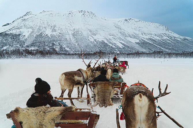 Reindeer Sledding and Feeding with Sami Culture in Tromso. - Warm drinks, stew, and a meal in the lavvu