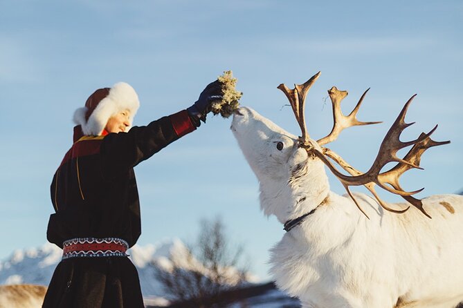 Reindeer Sledding and Feeding with Sami Culture in Tromso. - Families, food needs, and physical comfort