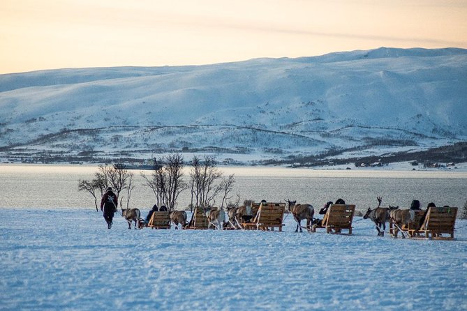 Reindeer Sledding Experience and Sami Culture Tour from Tromso - Feeding 300 reindeer up close