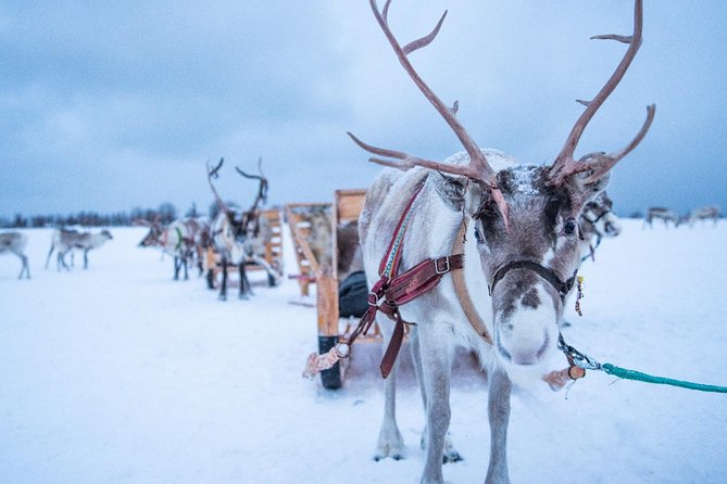 Reindeer Sledding Experience and Sami Culture Tour from Tromso - What the sleigh ride is really like