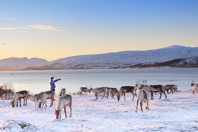 Reindeer Sledding Experience and Sami Culture Tour from Tromso - Warming up inside the lavvu