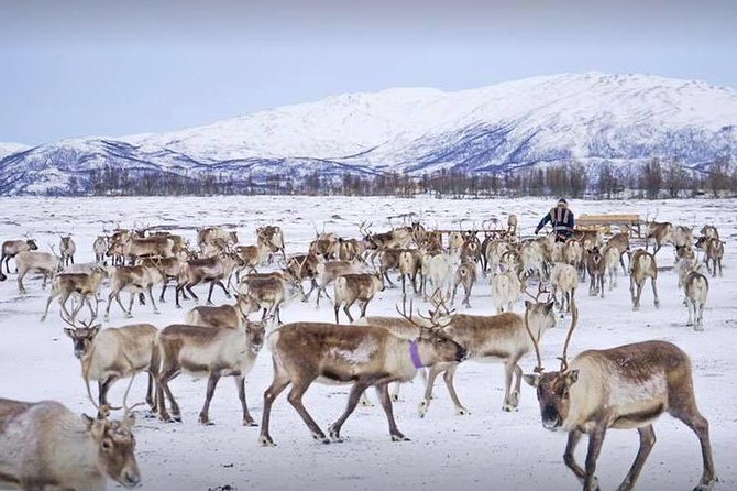 Reindeer Sledding Experience and Sami Culture Tour from Tromso - Is the $225.64 price fair?