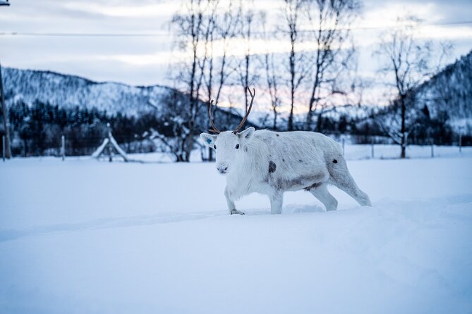 Reindeer Sledding, Feeding And Sami Culture At Reindeer Farm - The road from Tromsø to Lavangsdalen and Balsfjord