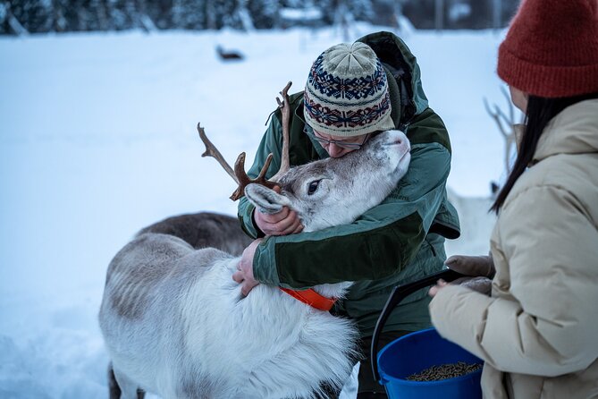 Reindeer Sledding, Feeding And Sami Culture At Reindeer Farm - A short sled ride, with an important warning