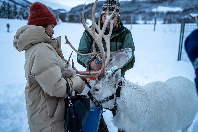 Reindeer Sledding, Feeding And Sami Culture At Reindeer Farm - Lunch around the fire
