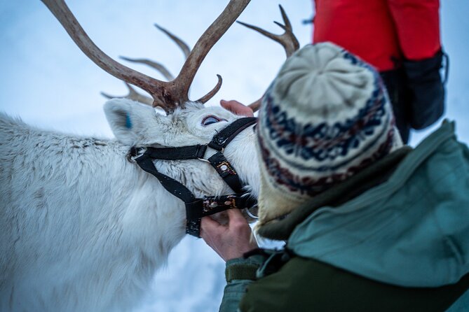 Reindeer Sledding, Feeding And Sami Culture At Reindeer Farm - Is $215.18 a fair price?