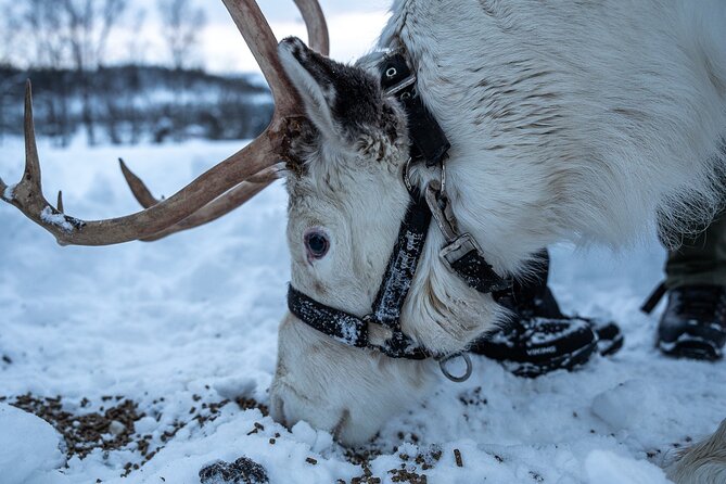 Reindeer Sledding, Feeding And Sami Culture At Reindeer Farm - Who should book this Sámi farm experience?