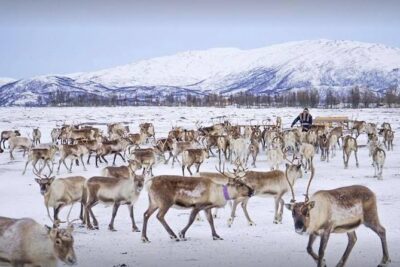 Sami Culture and Short Reindeer Sledding from Tromso