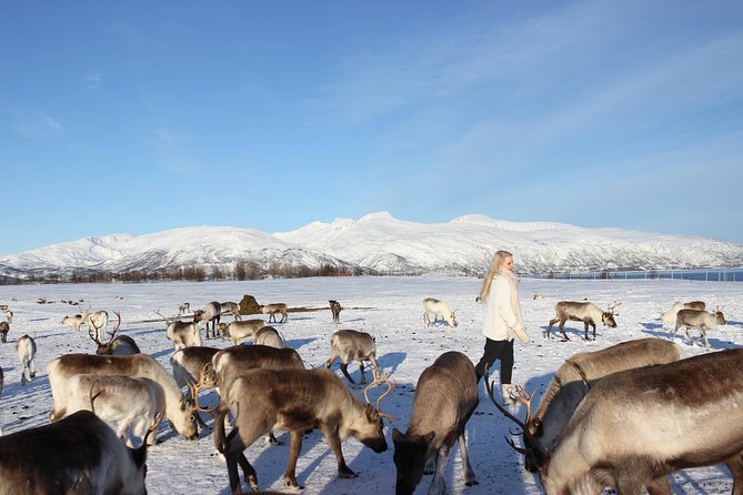Sami Culture and Short Reindeer Sledding from Tromso - Sami stories and the sound of joik