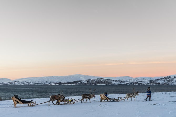 Sami Culture and Short Reindeer Sledding from Tromso - Is $204.05 a fair price?