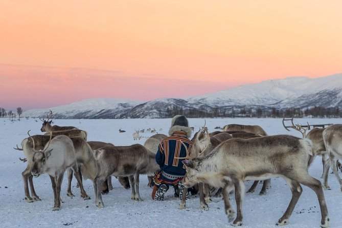 Sami Culture and Short Reindeer Sledding from Tromso - What can go wrong, and how to handle it