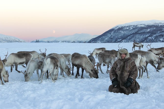 Sami Culture and Short Reindeer Sledding from Tromso - Who will enjoy this Tromso experience?