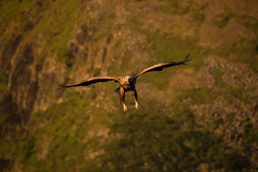 Sea Eagle/Nature Safari - Why Henningsvær is a fine place for a wildlife trip