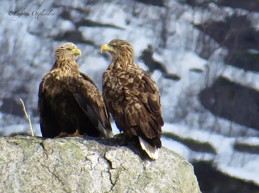 Sea Eagle/Nature Safari - How the guiding shapes the experience