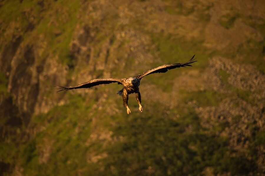 Sea Eagle/Nature Safari - Who will enjoy this wildlife safari most?