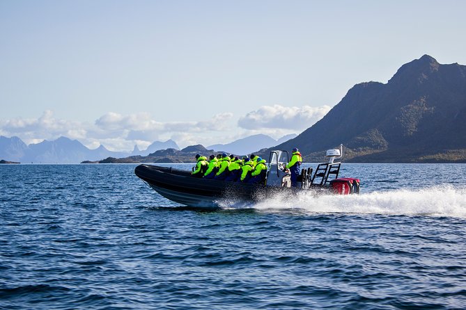 Sea Eagle Safari from Svolvær to Trollfjorden - Why this Svolvær safari is worth your time