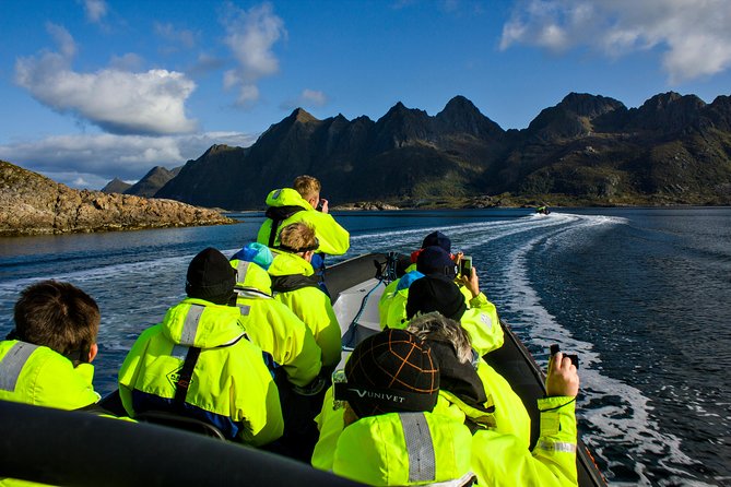 Sea Eagle Safari from Svolvær to Trollfjorden - Meeting sea eagles in their natural setting