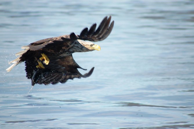 Sea Eagle Safari from Svolvær to Trollfjorden - Leaving Svolvær in a high-speed RIB