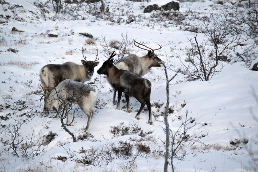 Senja: Guided Tour around Senja - Ersfjordstranda changes the mood