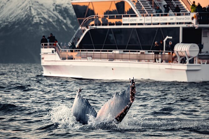 Silent Whale Watching by Hybrid-Electric Boat from Tromsø - Key points to know before booking