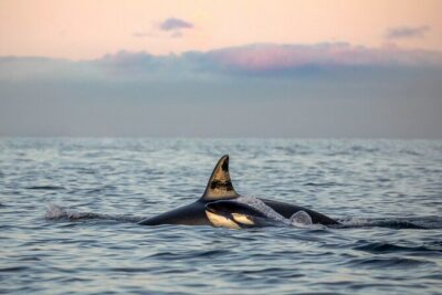 Silent Whale Watching by Hybrid-Electric Boat from Tromsø
