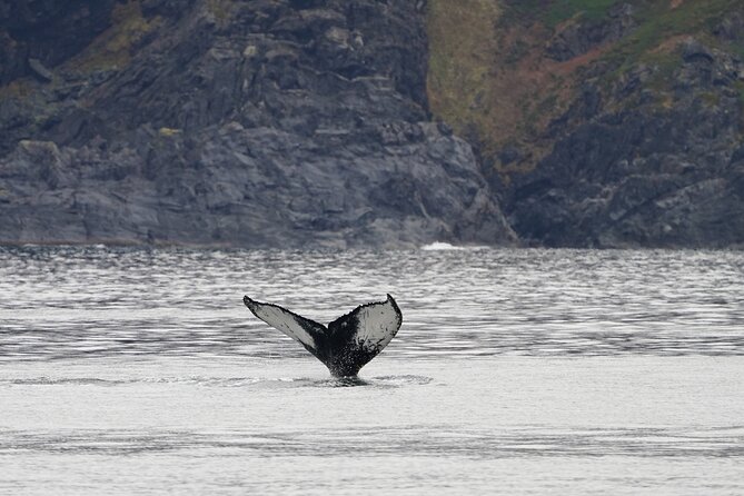 Silent Whale Watching by Hybrid-Electric Boat from Tromsø - A comfortable boat, with a few practical limits