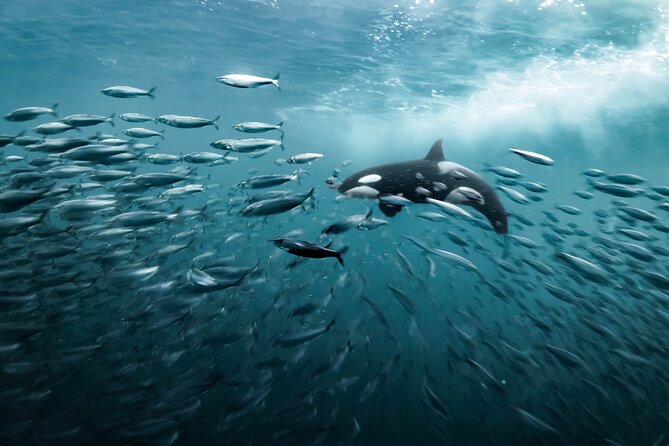Silent Whale Watching by Hybrid-Electric Boat from Tromsø - Sea conditions, cold weather, and motion sickness