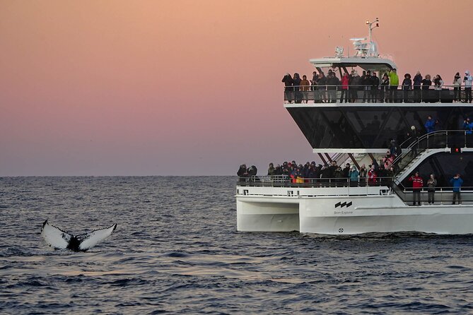Silent Whale Watching by Hybrid-Electric Boat from Tromsø - Whale sightings: the best case and the disappointing case