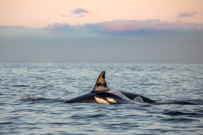 Silent Whale Watching by Hybrid-Electric Boat from Tromsø - Skjervøy and the herring-feeding whales