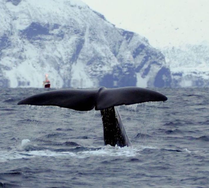 Skjervøy: Birds and Wildlife of Arctic Norway - Why this Skjervøy cruise is worth considering