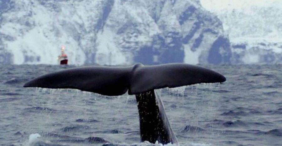 Skjervøy: Birds and Wildlife of Arctic Norway - The 9:30 a.m. departure and the first search