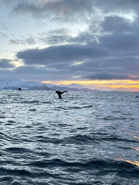 Skjervøy: Birds and Wildlife of Arctic Norway - Moose, reindeer, and the shore beyond the boat