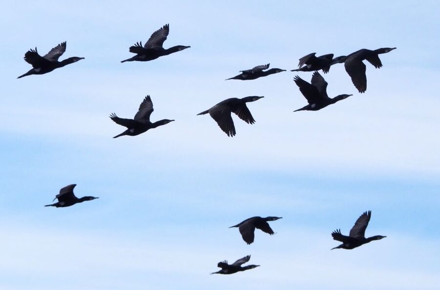 Skjervøy: Birds and Wildlife of Arctic Norway - What the guide adds to a three-hour outing