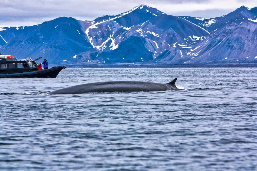 Skjervøy: Orca and Whale-Watching comfort heated Boat Trip - Respectful encounters near the pods