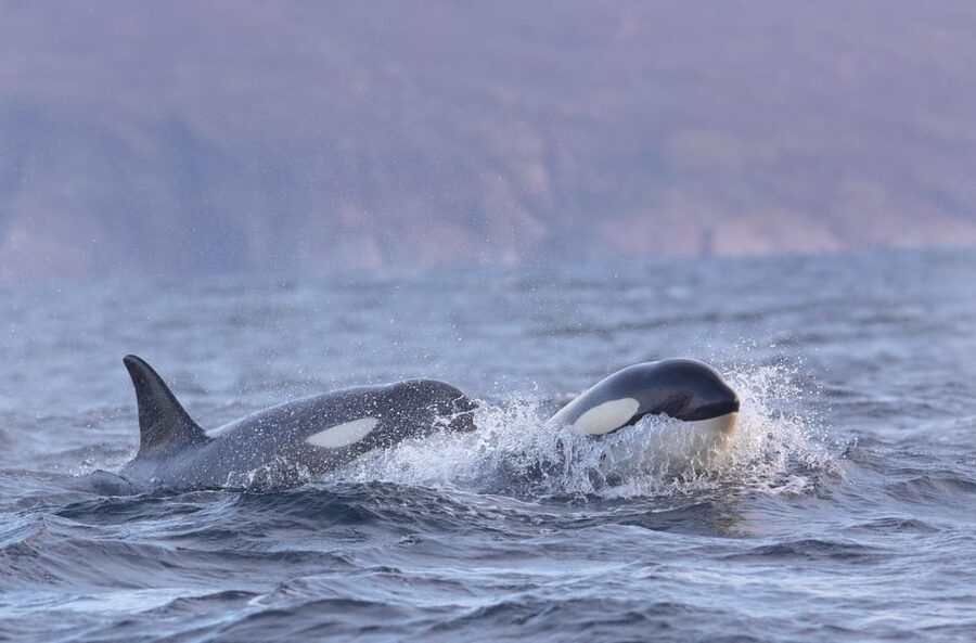 Skjervøy: Orca and Whale-Watching comfort heated Boat Trip - What the guides add to the trip